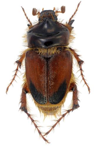 Pachypus candidae